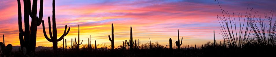 Sonora Desert Sunset